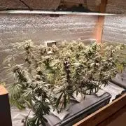 Micro clutivo Super Haze Cali Seeds (banco local)