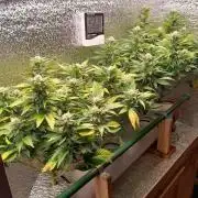 Batekú micro grow