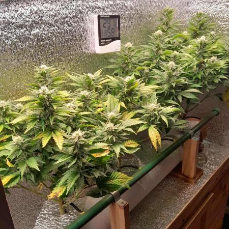 Batekú micro grow