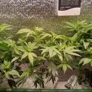 Batekú micro grow