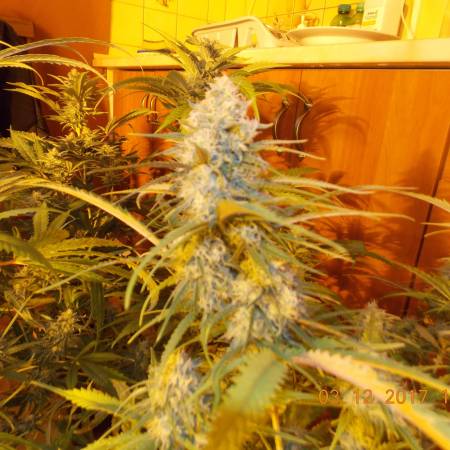 1st grow