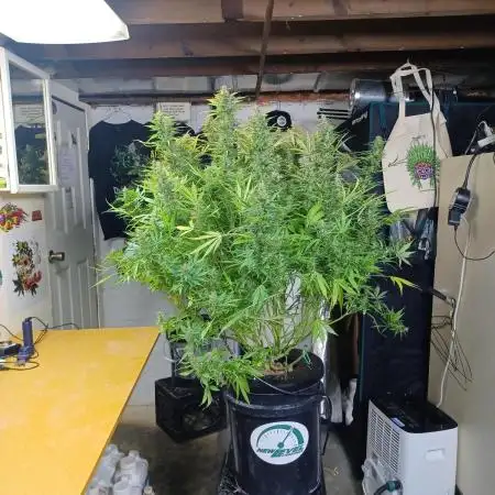 Blue Dream Auto from Spliff Seeds