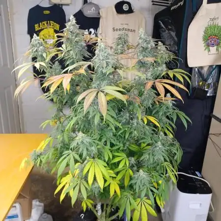 Ze Chem Bang Terpyz Mutant Genetics