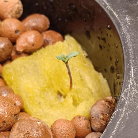 Neville's Rose auto Delicious Seeds