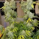 Auto Black Opium