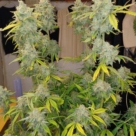 Auto Black Opium