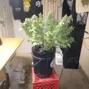 Mintz Runtz auto from Spliff