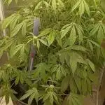 Auto Black Opium