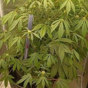 Auto Black Opium