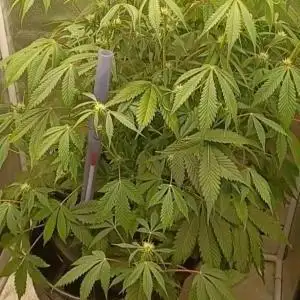 Auto Black Opium