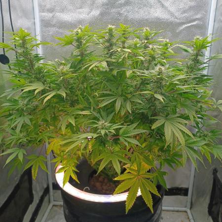 Mintz Runtz auto from Spliff