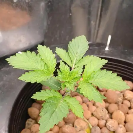Super Skunk from Spliff Seeds