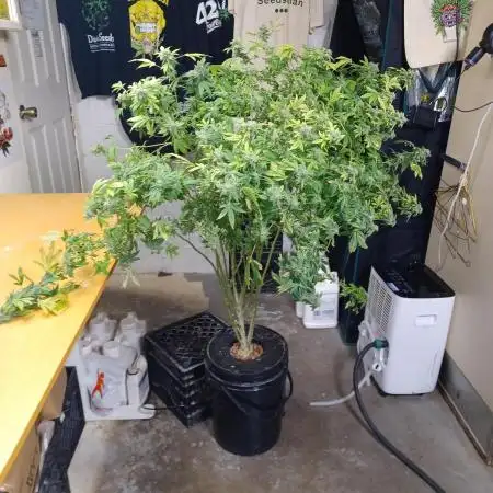 Hindu Kush Divine Seeds