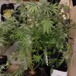 Tangerine Band from Exotic Seeds