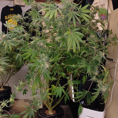 Tangerine Band from Exotic Seeds
