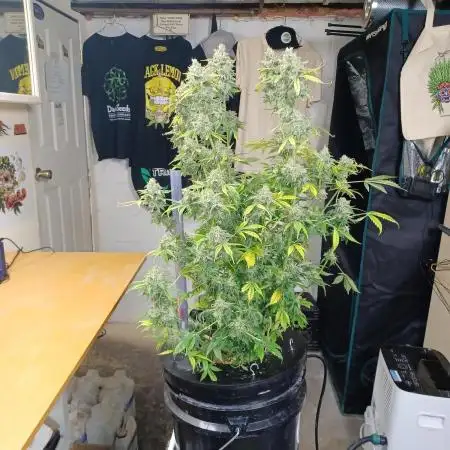 Auto Black Opium