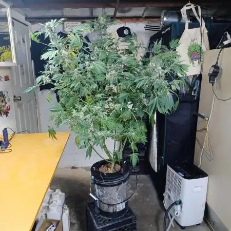 Super Skunk from Spliff Seeds