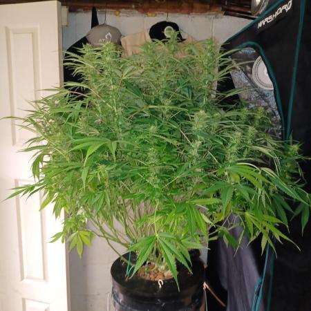 Blue Dream Auto from Spliff Seeds