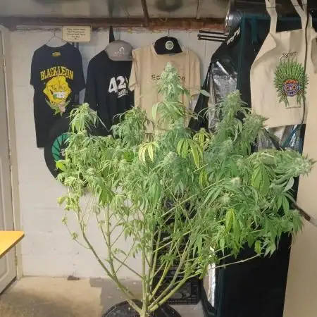 Melon Gum Pure Instinto