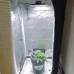 Mintz Runtz auto from Spliff