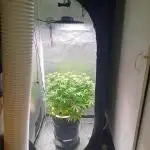 Mintz Runtz auto from Spliff