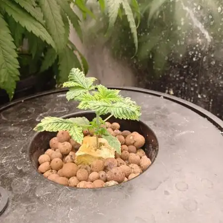 Hindu Kush Divine Seeds