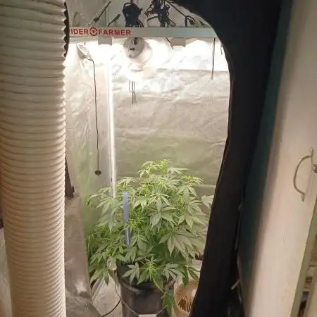 Auto Black Opium