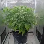 Mintz Runtz auto from Spliff