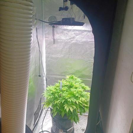 Mintz Runtz auto from Spliff