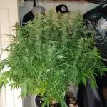 Blue Dream Auto from Spliff Seeds