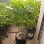 White Widow from Seedsman