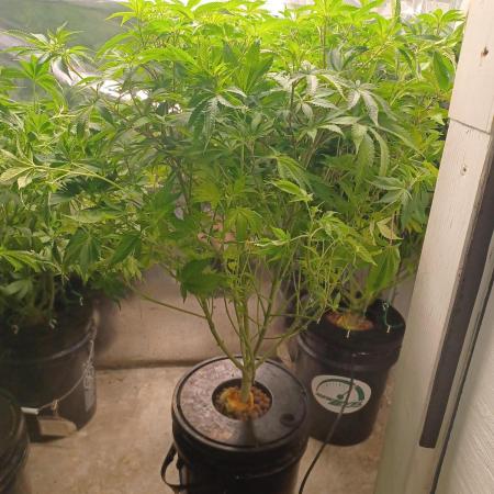 White Widow from Seedsman