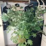 Super Skunk from Spliff Seeds