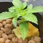 Mintz Runtz auto from Spliff