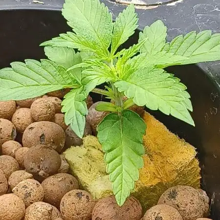 Mintz Runtz auto from Spliff