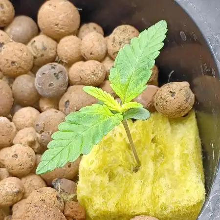 Mintz Runtz auto from Spliff