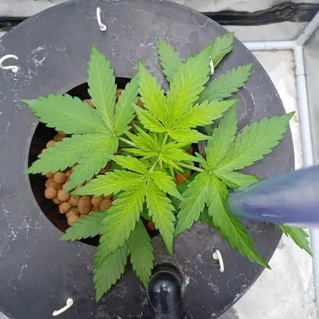 Mintz Runtz auto from Spliff
