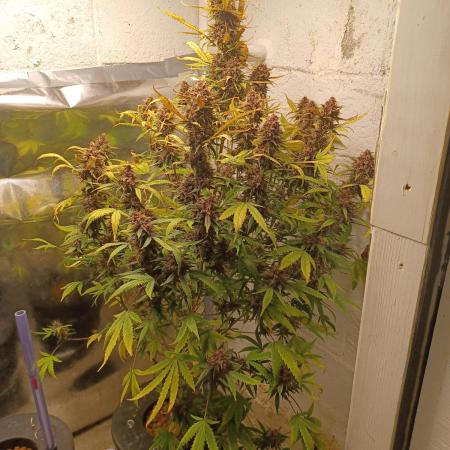 FBA2505 Fast Buds Tester