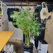 Fast Version B from Dutch Passion