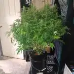 Blue Dream Auto from Spliff Seeds