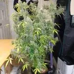 Grape Octane Auto ILGM
