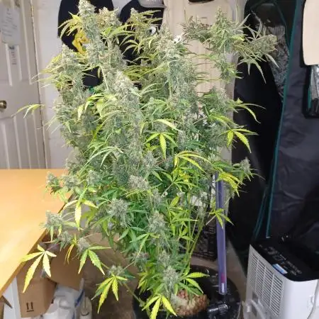 Grape Octane Auto ILGM