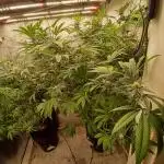 Tangerine Band from Exotic Seeds