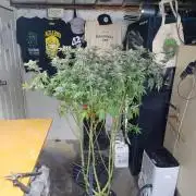 Fast version A Dutch Passion