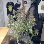 FBA2505 Fast Buds Tester