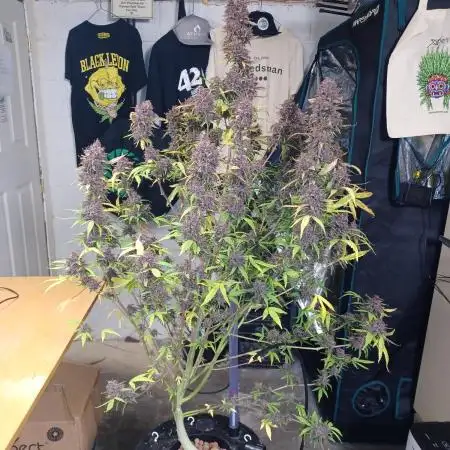 FBA2505 Fast Buds Tester