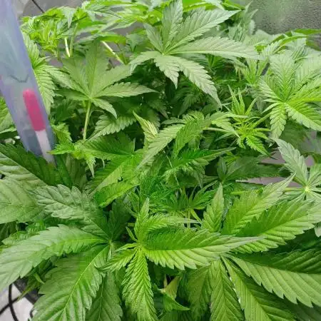 Mintz Runtz auto from Spliff
