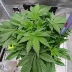 Mintz Runtz auto from Spliff