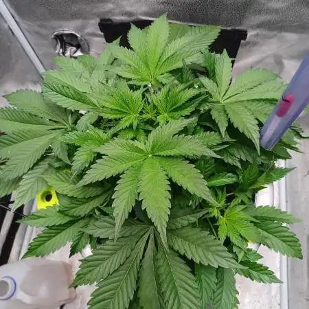 Mintz Runtz auto from Spliff