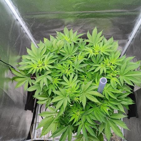 Mintz Runtz auto from Spliff